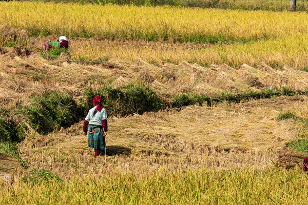 ベトナムのドンバンでの稲作農家 2019年11月 — ストック写真