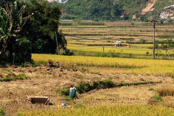 Agricultores Cosecha Arroz Dong Van Vietnam Noviembre 2019 —  Fotos de Stock