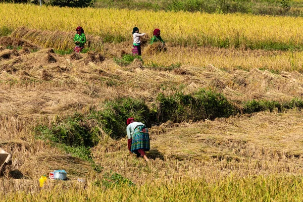 Vietnam Dong Van Pirinç Hasadında Çiftçiler Kasım 2019 — Stok fotoğraf