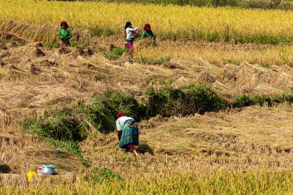 ベトナムのドンバンでの稲作農家 2019年11月 — ストック写真