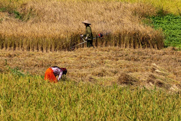 Agricultores Cosecha Arroz Dong Van Vietnam Noviembre 2019 — Foto de Stock