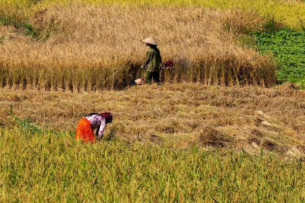 Agricultores Cosecha Arroz Dong Van Vietnam Noviembre 2019 —  Fotos de Stock