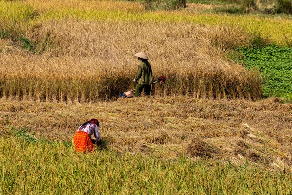 Agricultores Cosecha Arroz Dong Van Vietnam Noviembre 2019 —  Fotos de Stock