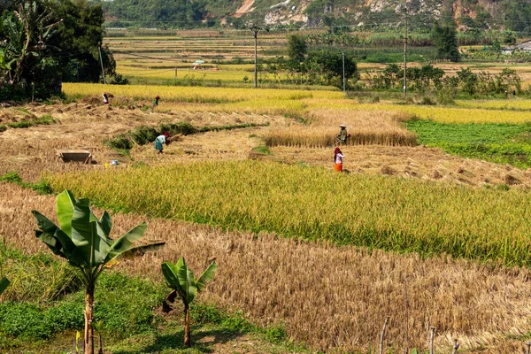 Agricultores Cosecha Arroz Dong Van Vietnam Noviembre 2019 —  Fotos de Stock