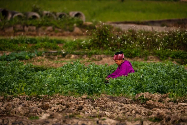 一名农妇在越南东文的田里 12岁2019年11月 — 图库照片
