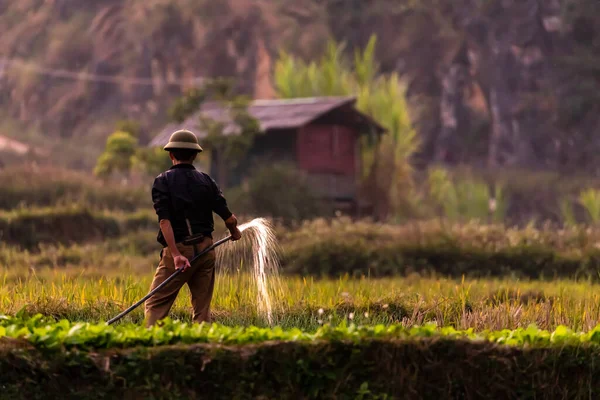 Granjero Está Regando Campo Dong Van Vietnam Noviembre 2019 —  Fotos de Stock