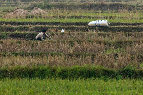 Farm Woman Field Giang Vietnam November 2019 — Stock Photo, Image