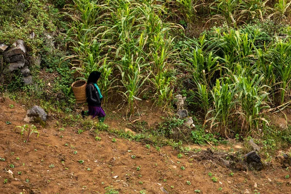 ベトナムのハザンで畑の上の農家の女性 2019年11月 — ストック写真
