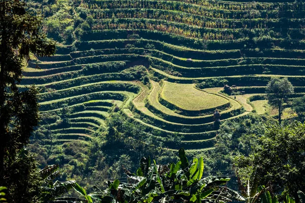 Rice Βεράντα Στο Τοπίο Του Giang Βρόχο Στο Βιετνάμ — Φωτογραφία Αρχείου