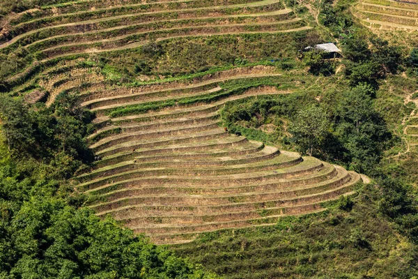 Terrasse Riz Dans Paysage Boucle Giang Vietnam — Photo