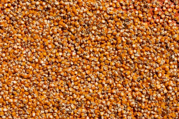 Corn Seeds Background — Stock Photo, Image