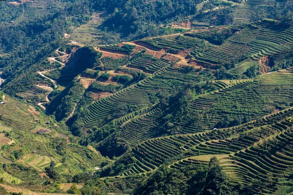 Beras Teras Landscape Dari Giang Loop Vietnam — Stok Foto