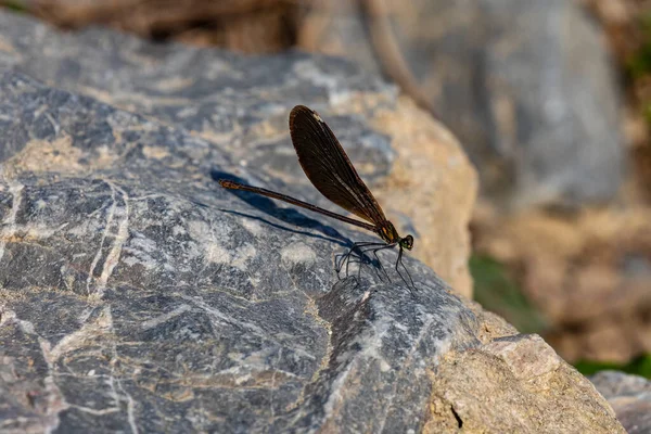 Dragonfly Stone — Stock Photo, Image