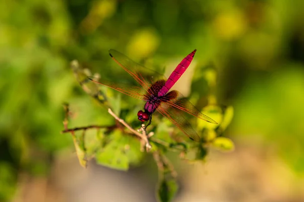 Uma Libélula Escarlate Galho — Fotografia de Stock