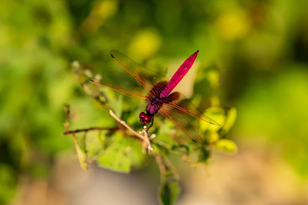 Scarlet Dragonfly Twig — Stock Photo, Image