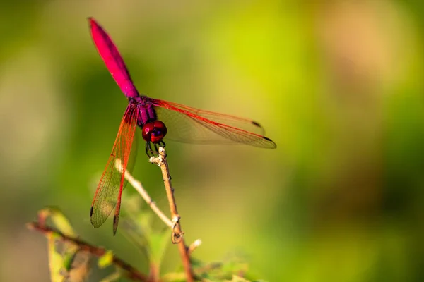 Scarlet Dragonfly Gałązce — Zdjęcie stockowe