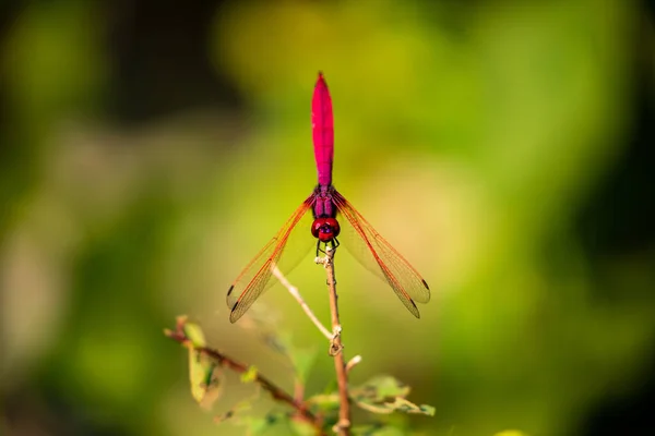 Une Libellule Écarlate Sur Une Brindille — Photo