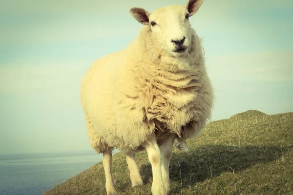Una Bandada Ovejas Escocesas Ewes Solo Camino Costa Oeste Isla — Foto de Stock