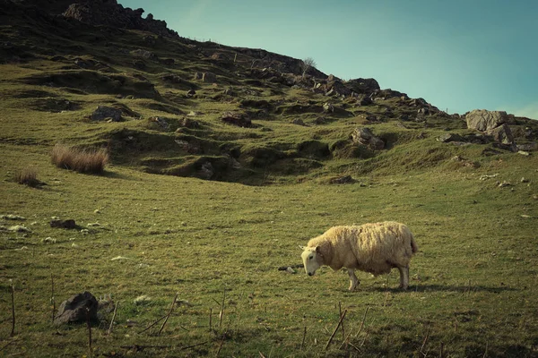 Bir İskoç Kara Yüz koyun sürüsü, Ewes Skye Adası 'nın batı kıyısında tek bir patika yolu üzerinde. İskoçya İngiltere. Tipik İskoç adası sahnesi. Yatay, Peyzaj
