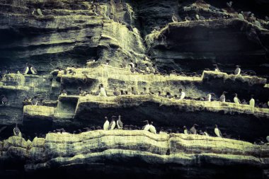 Annelerin Uçurumları Martıları