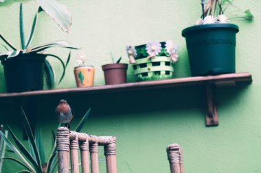 Avrupa Robin (Erithacus rubecula) İrlandalı bir kafede kamera önünde poz küçük ve sevimli bir kuş.