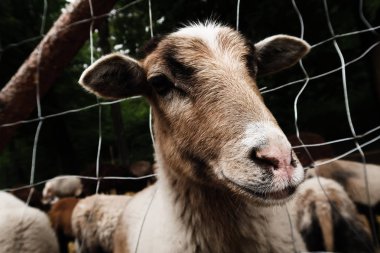 Çiftlik hayvanlarında keçi ve koyun ve bunların portreleri, tarım ve doğa.