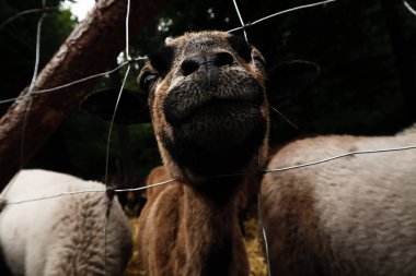 Çiftlik hayvanlarında keçi ve koyun ve bunların portreleri, tarım ve doğa.