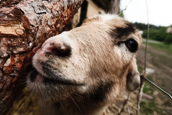 Çiftlik Hayvanlarında Keçi Koyun Bunların Portreleri Tarım Doğa — Stok fotoğraf