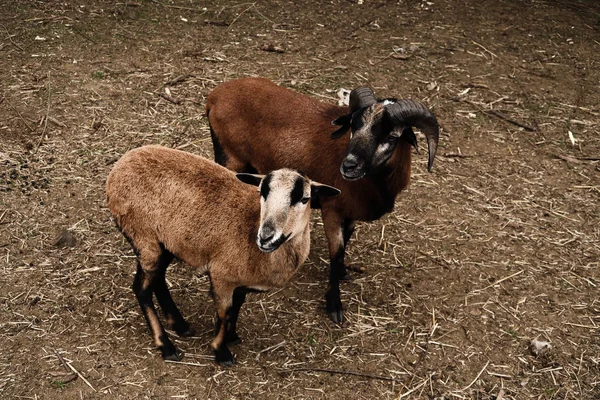 农场动物中的山羊和绵羊及其肖像 农业和自然 — 图库照片