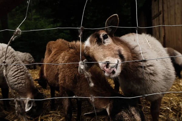 农场动物中的山羊和绵羊及其肖像 农业和自然 — 图库照片