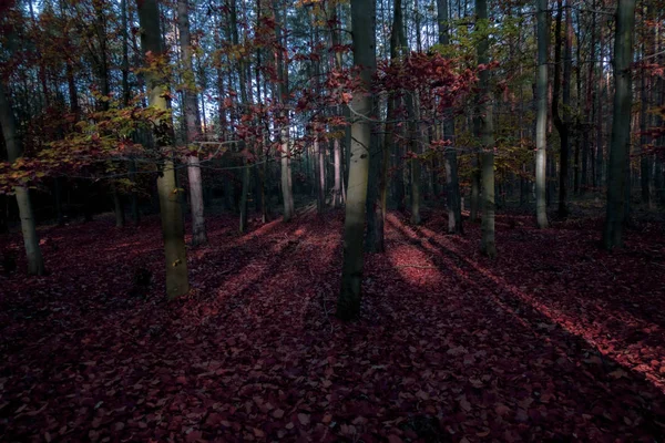 Zonlicht Herfst Bos Herfst Landschap — Stockfoto