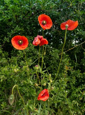 Yaz kırmızısı gelincik çiçek tarlası. Kırmızı gelincik çiçeği çayırı. Yaz kırmızısı gelincikler çiçek çayırı