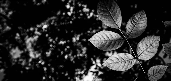 Yeşil yapraklar arka plan. Yeşil renk tonunu koyu bırakır. Metin için boşluk