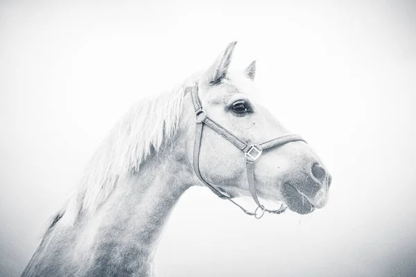 Isolated Horse Portrait Close White Background — Stock Photo, Image