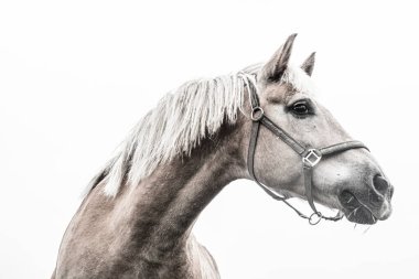 İzole edilmiş at portresi beyaz arkaplana yakın