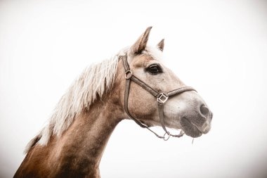 İzole edilmiş at portresi beyaz arkaplana yakın