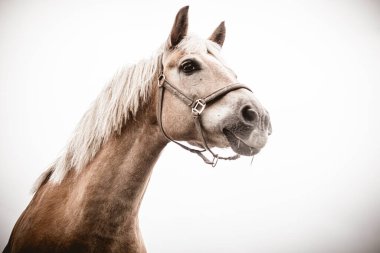 İzole edilmiş at portresi beyaz arkaplana yakın