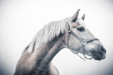İzole edilmiş at portresi beyaz arkaplana yakın
