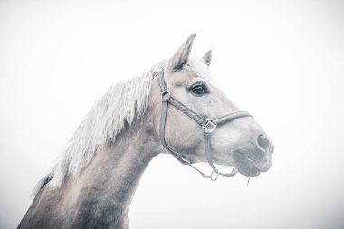 İzole edilmiş at portresi beyaz arkaplana yakın