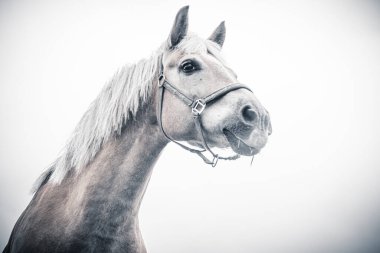 İzole edilmiş at portresi beyaz arkaplana yakın
