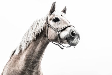 İzole edilmiş at portresi beyaz arkaplana yakın