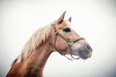 İzole edilmiş at portresi beyaz arkaplana yakın
