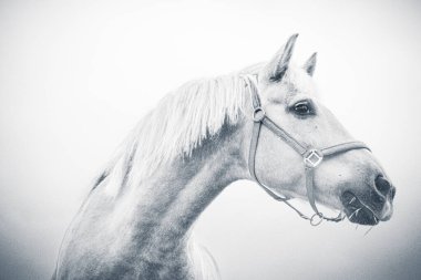 İzole edilmiş at portresi beyaz arkaplana yakın