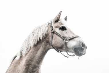 İzole edilmiş at portresi beyaz arkaplana yakın