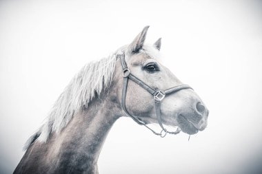 İzole edilmiş at portresi beyaz arkaplana yakın