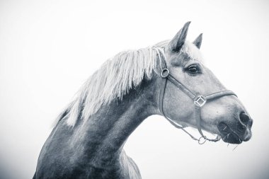 İzole edilmiş at portresi beyaz arkaplana yakın