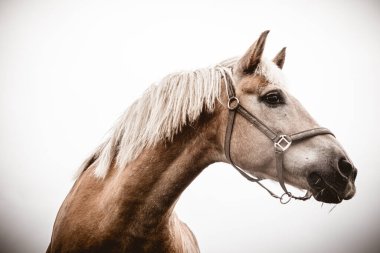 İzole edilmiş at portresi beyaz arkaplana yakın