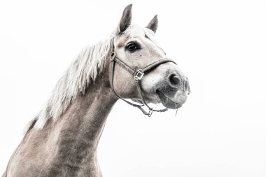 İzole edilmiş at portresi beyaz arkaplana yakın