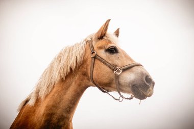 İzole edilmiş at portresi beyaz arkaplana yakın
