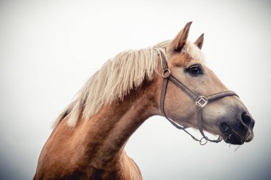 İzole edilmiş at portresi beyaz arkaplana yakın